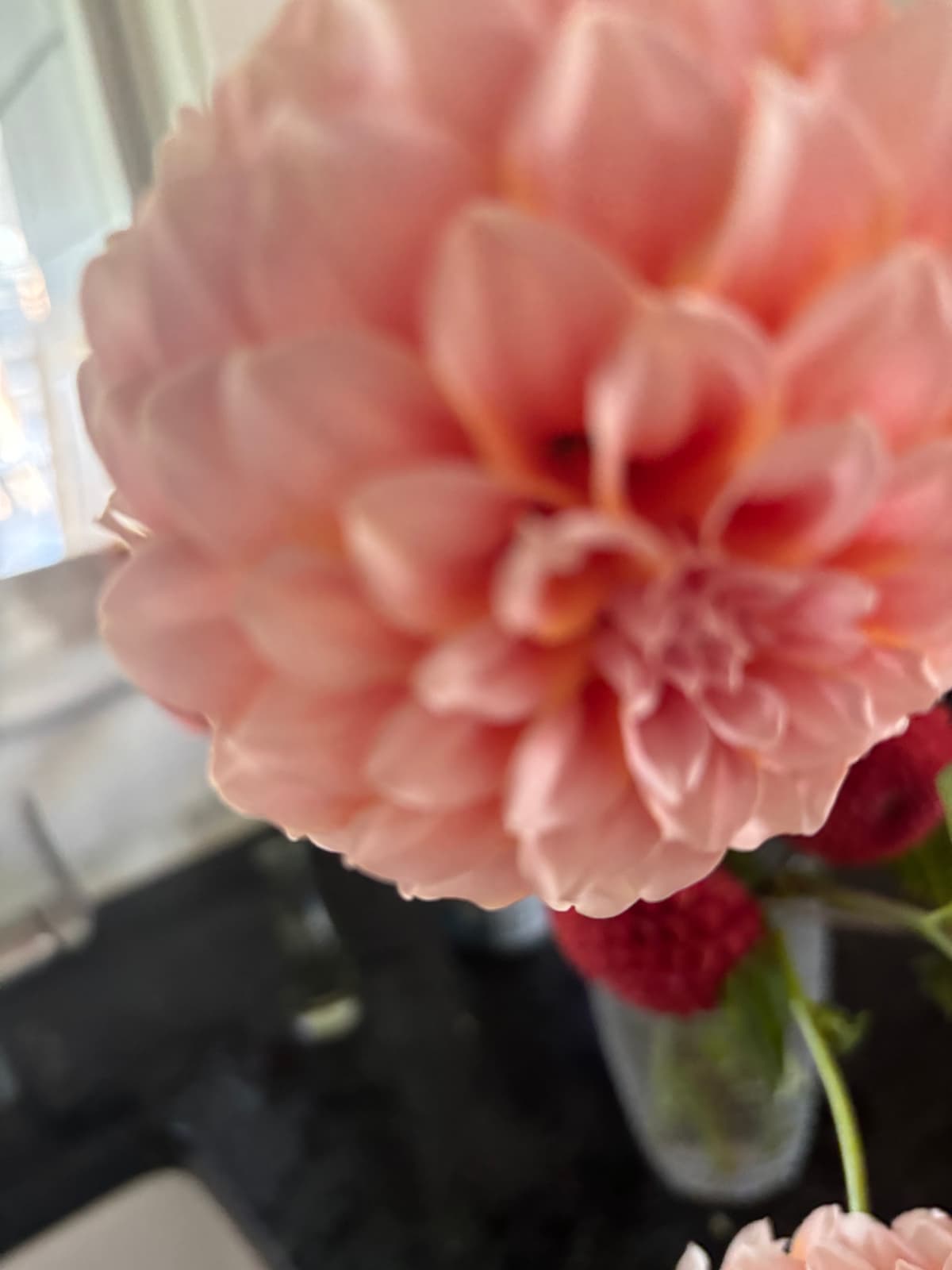 Close-up of a blush dahlia with red accents