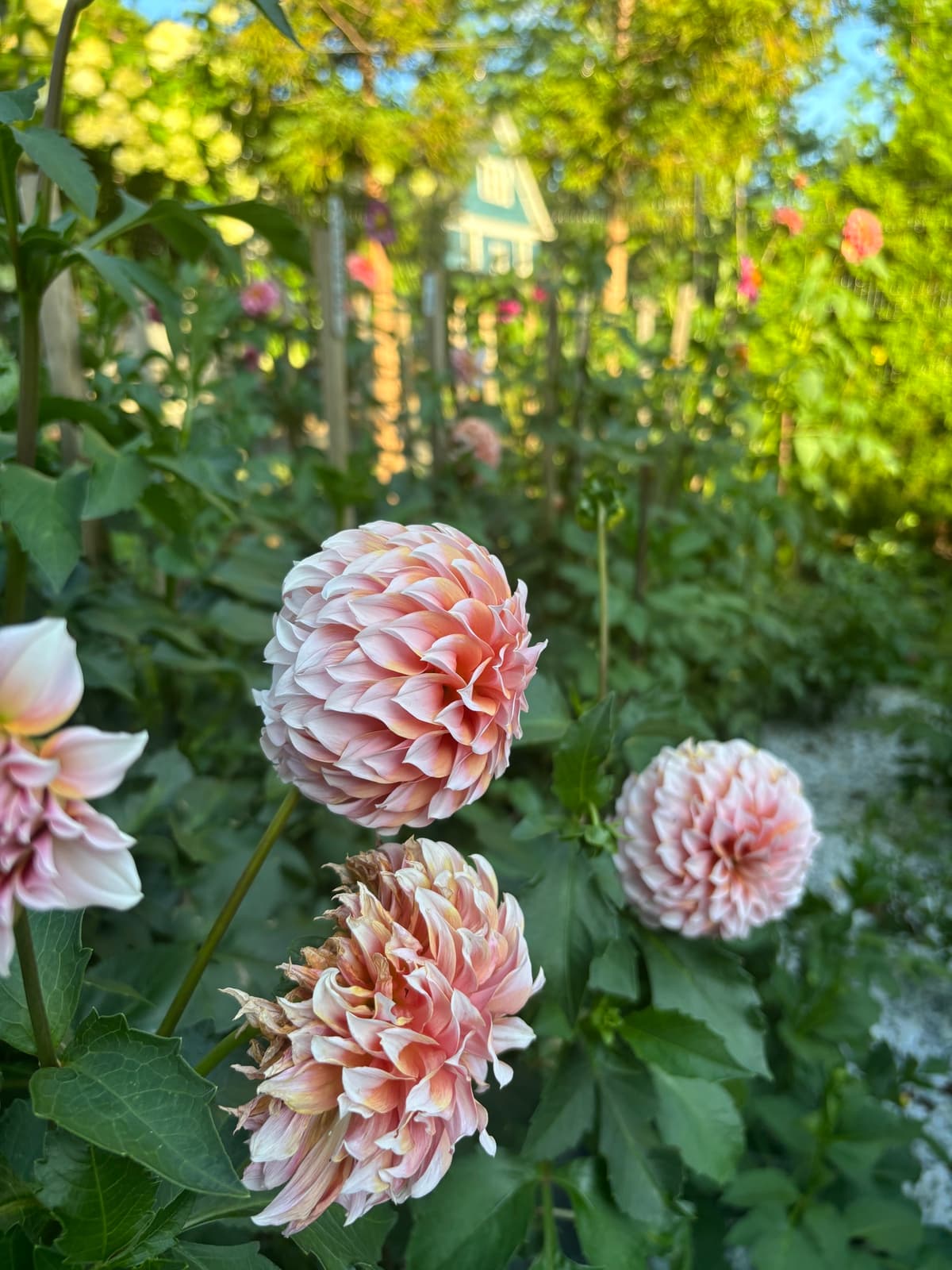 Close-up of blush dahlias in a garden setting