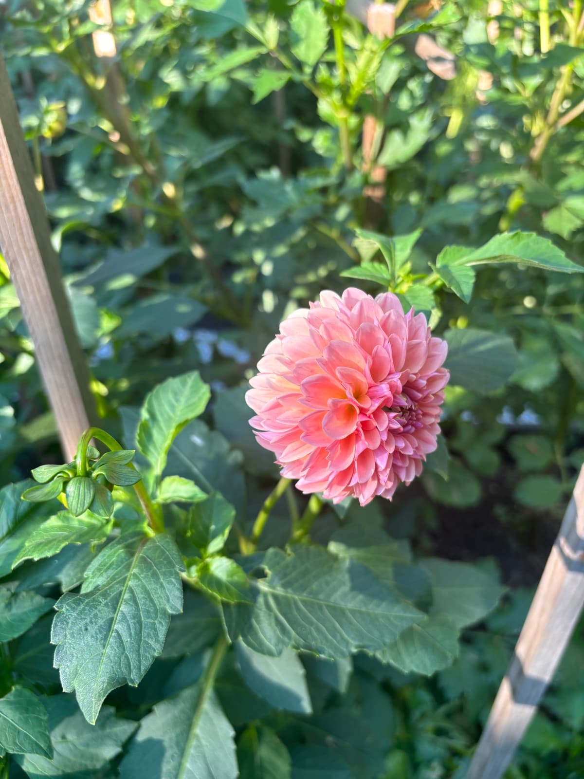 Close-up of a blush dahlia flower