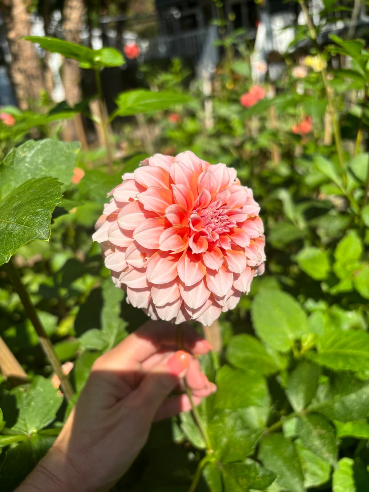 Close-up of a pink and coral dahlia flower in a garden setting.