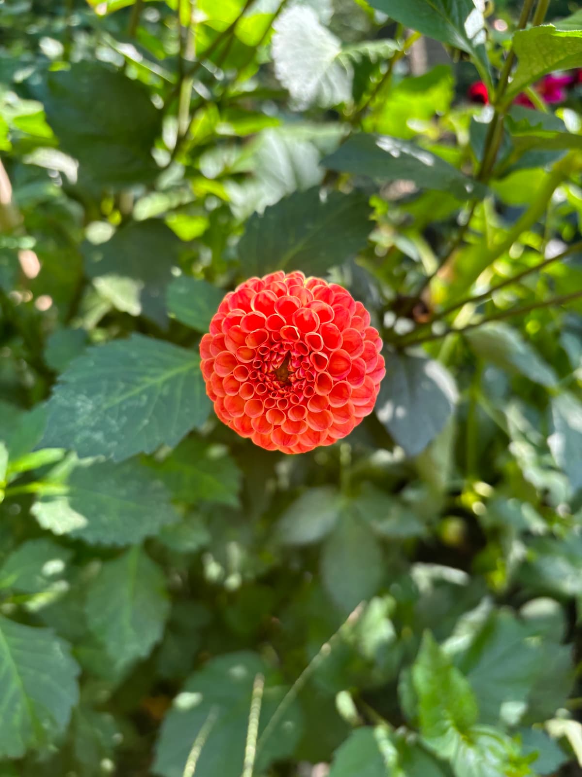 Close-up of a coral dahlia flower