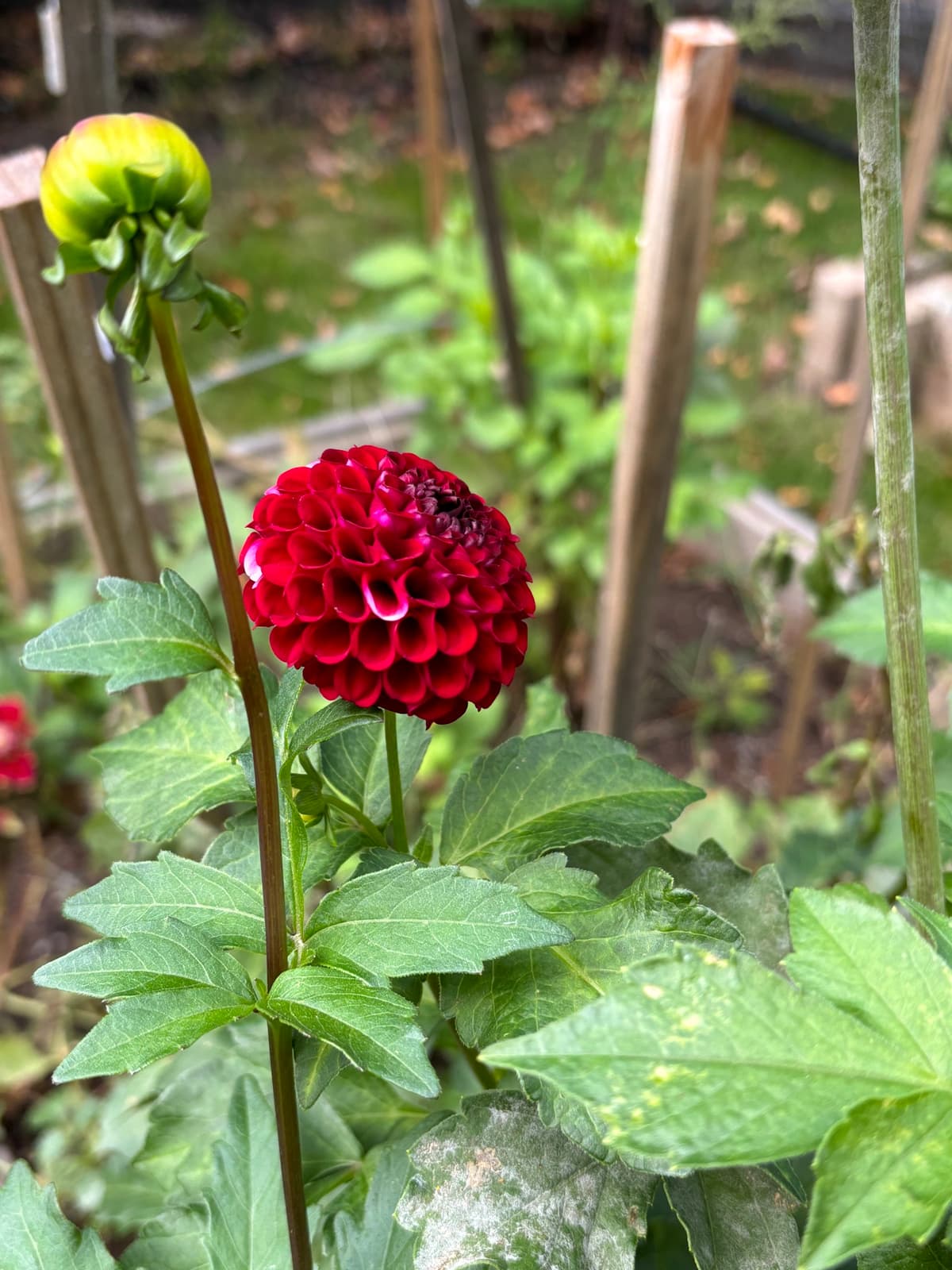 Close-up of a crimson dahlia flower and bud