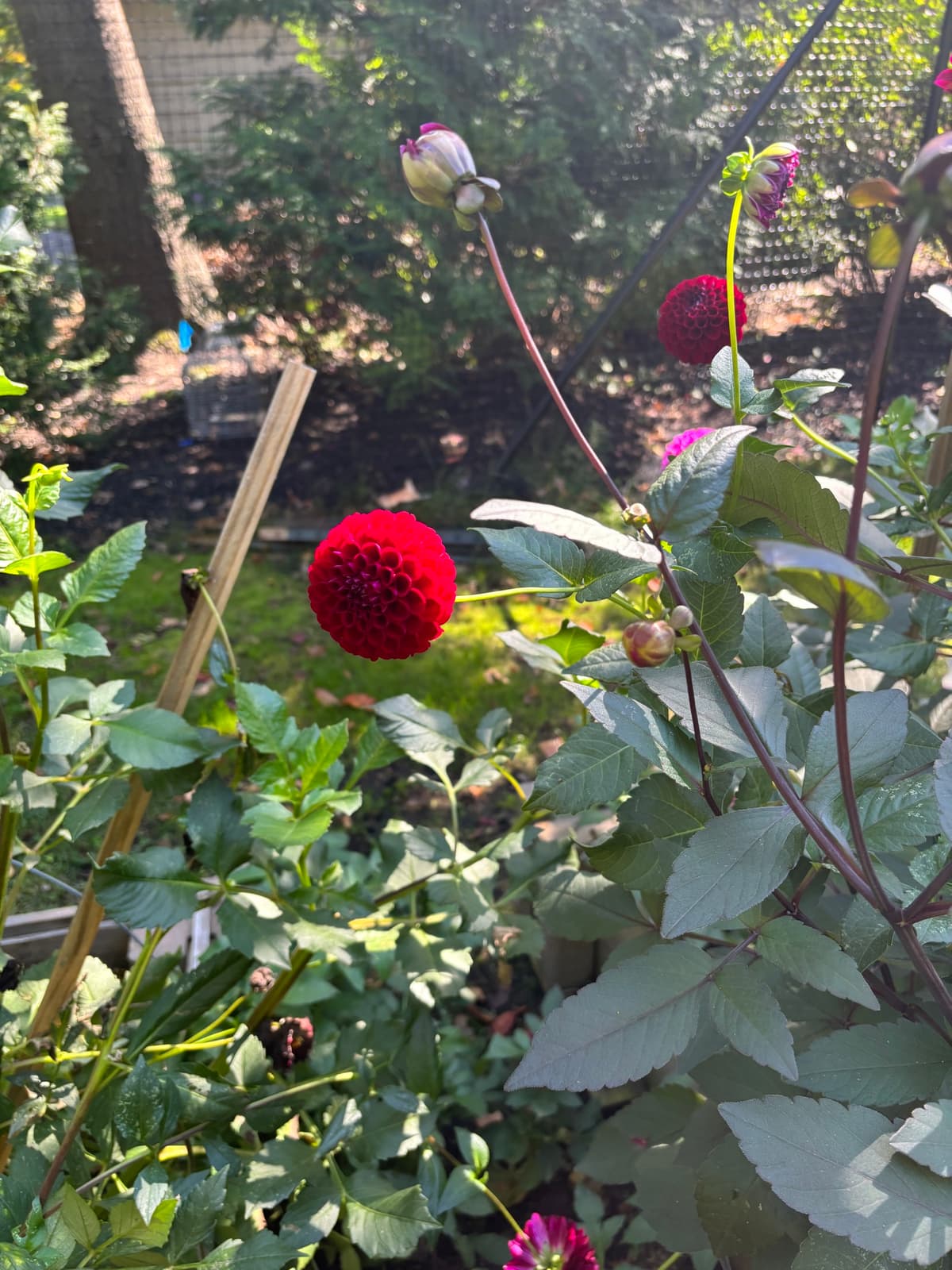 Close-up of a single crimson dahlia hanging from a plant.
