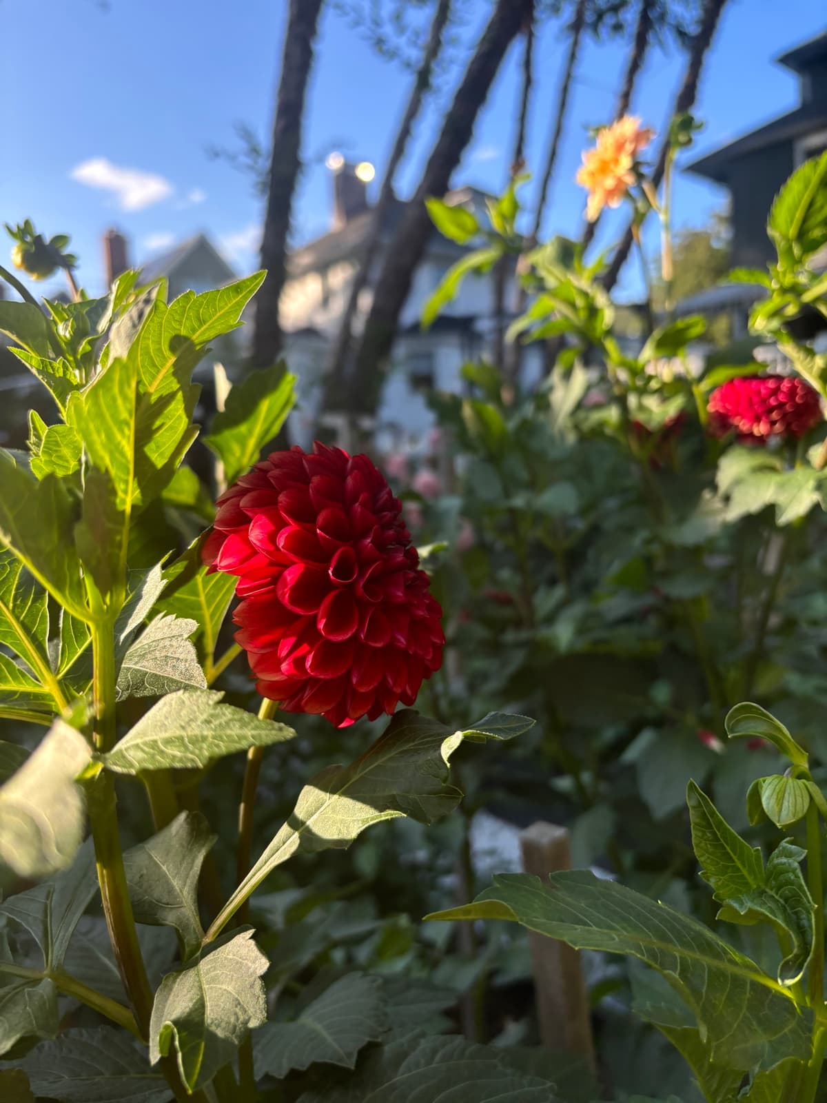 Close-up of a red dahlia flower in a garden setting