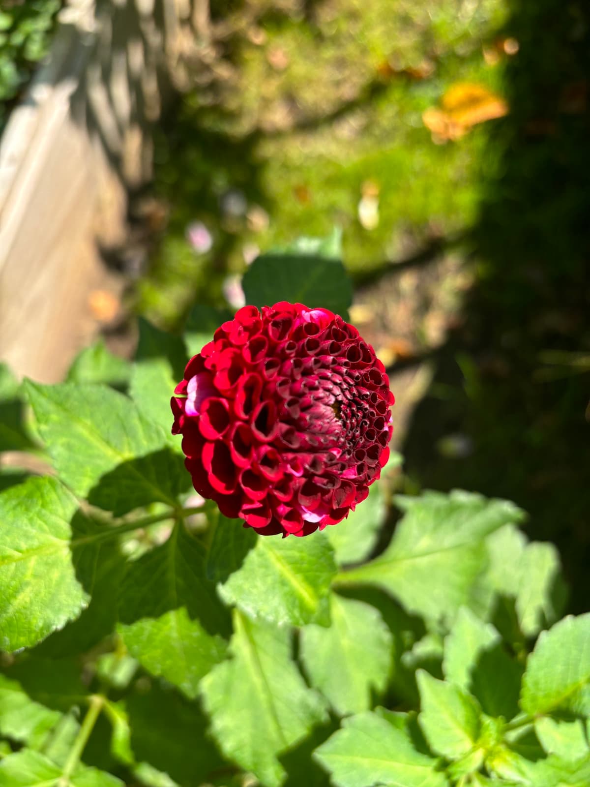Close-up of a deep crimson dahlia flower with green leaves