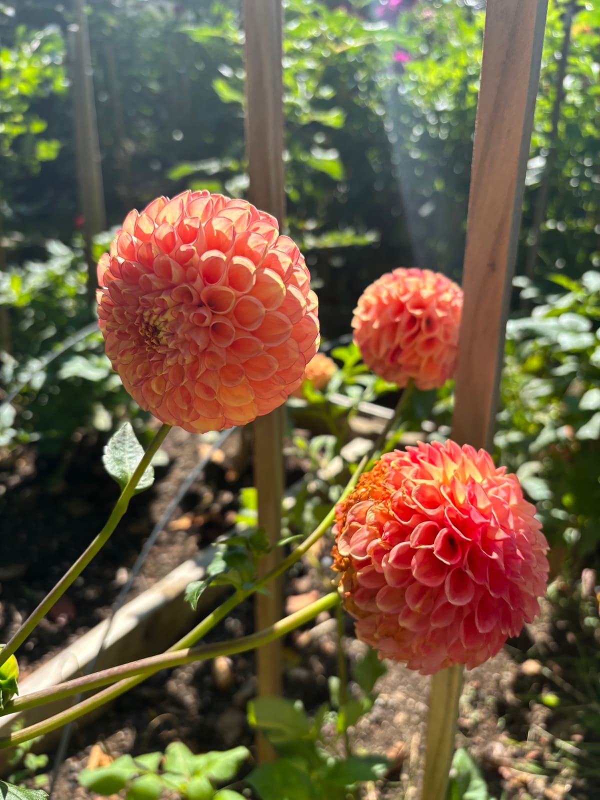 Close-up of three peach-colored dahlias in a garden setting