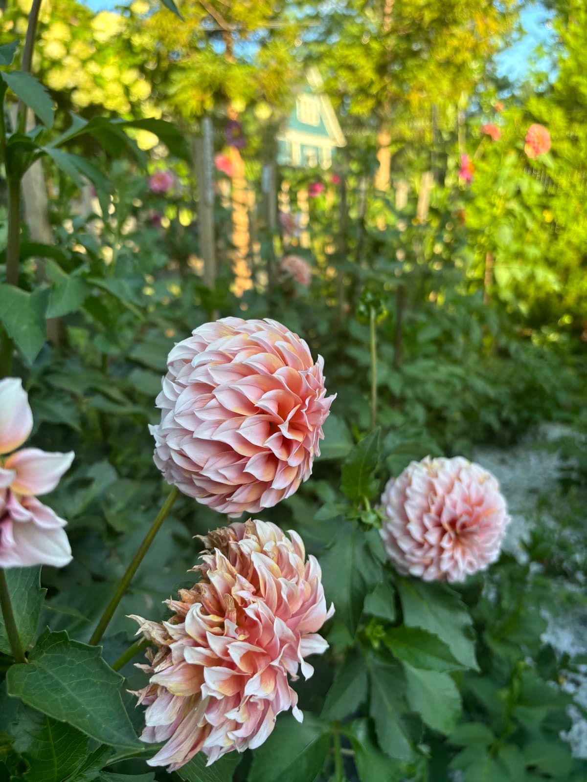 Close-up of three pink dahlias in a garden setting