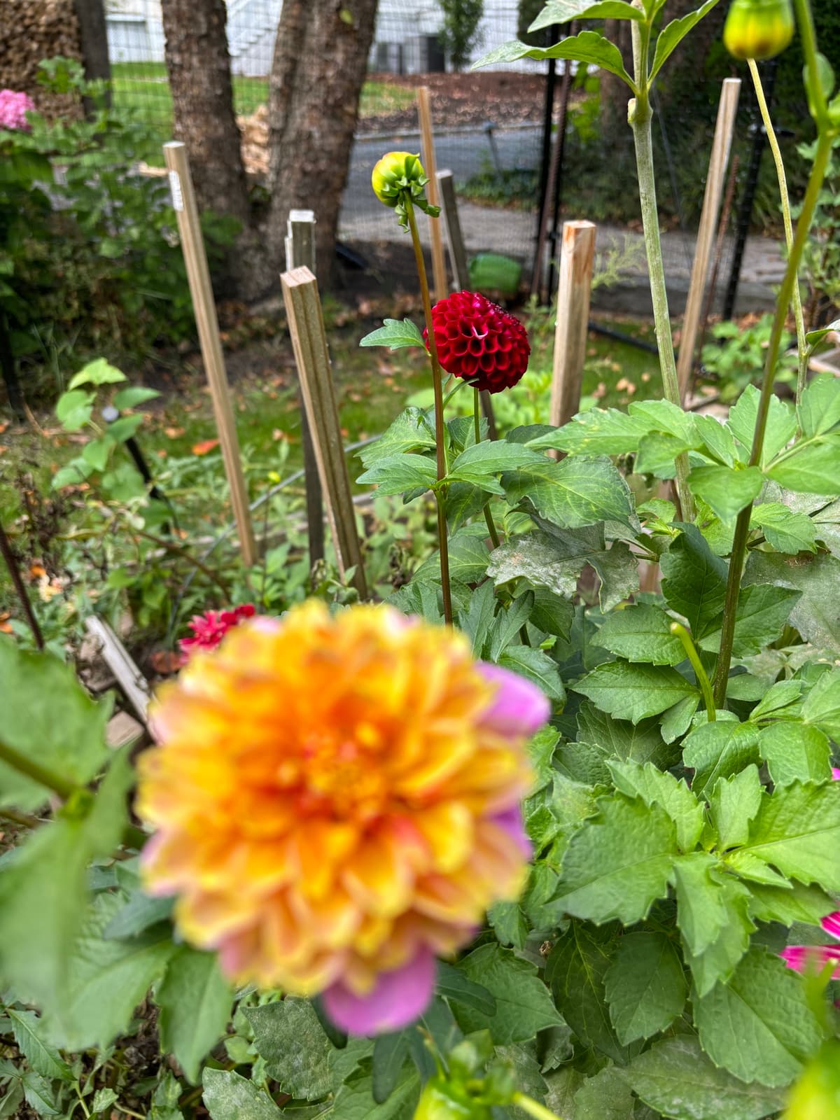 Close-up of red and yellow dahlias in a garden setting.