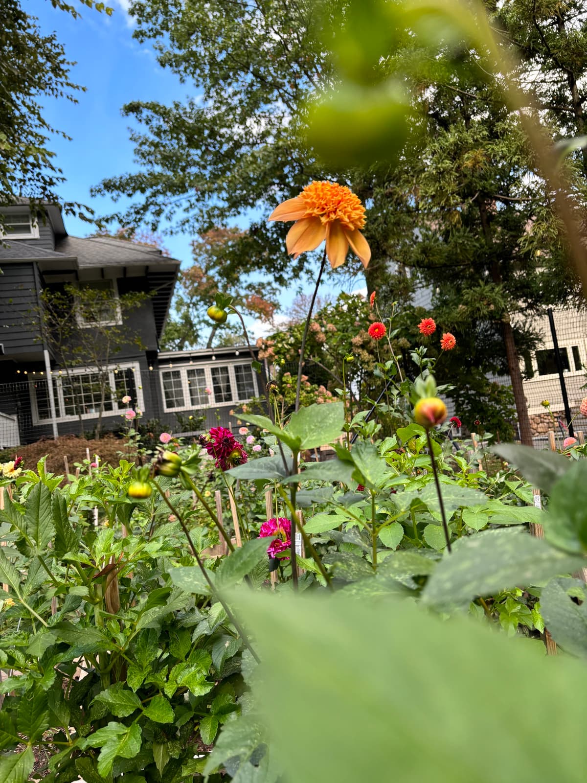A vibrant garden scene featuring dahlias in apricot, crimson, and blush.