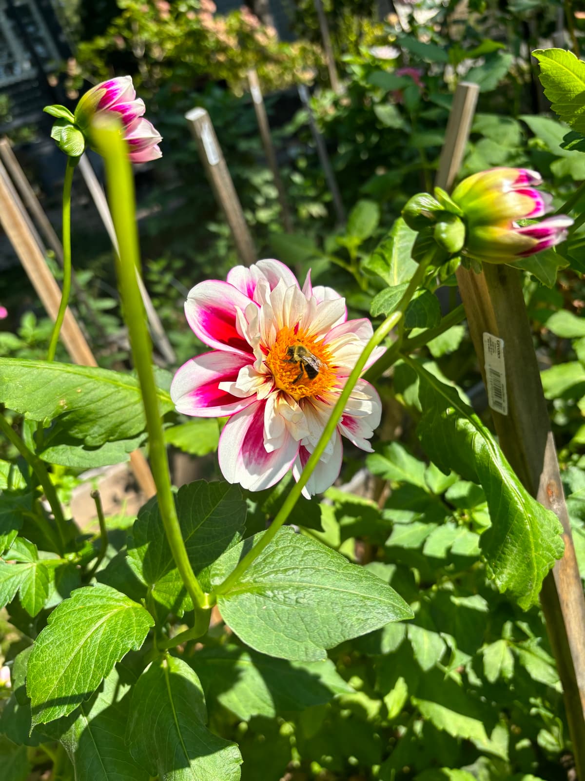 Close-up of a white and magenta dahlia with a bee collecting nectar.