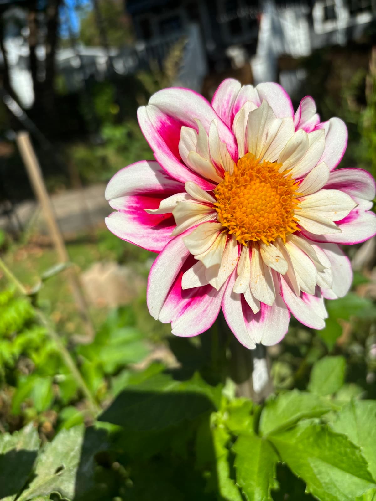 Close-up of a white dahlia with pink edges and a yellow center