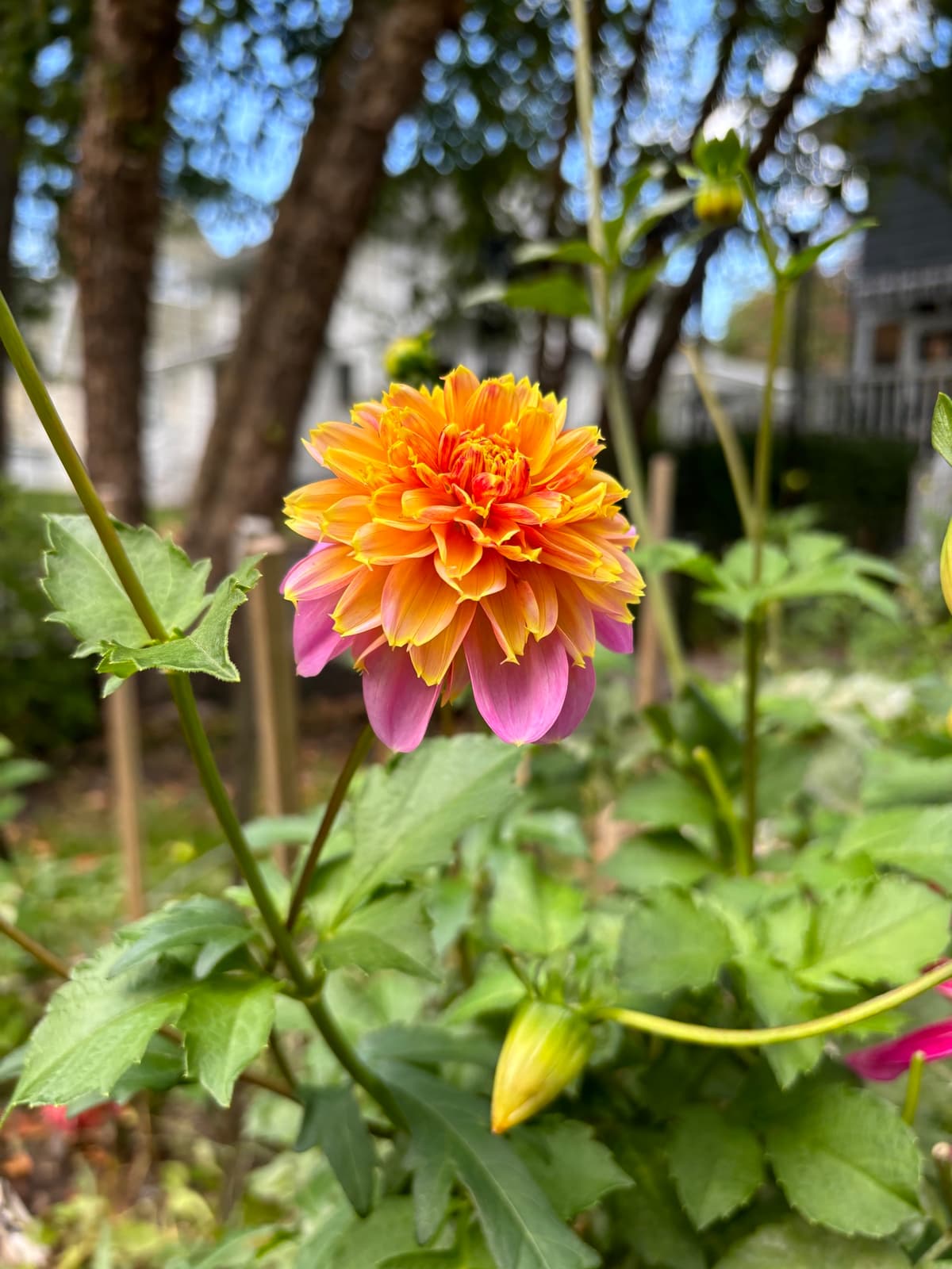 Close-up of a dahlia with orange and pink petals
