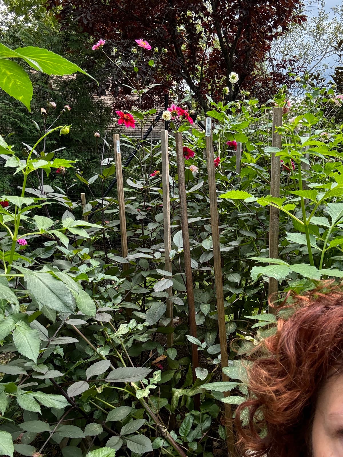 Dahlias climbing a garden trellis