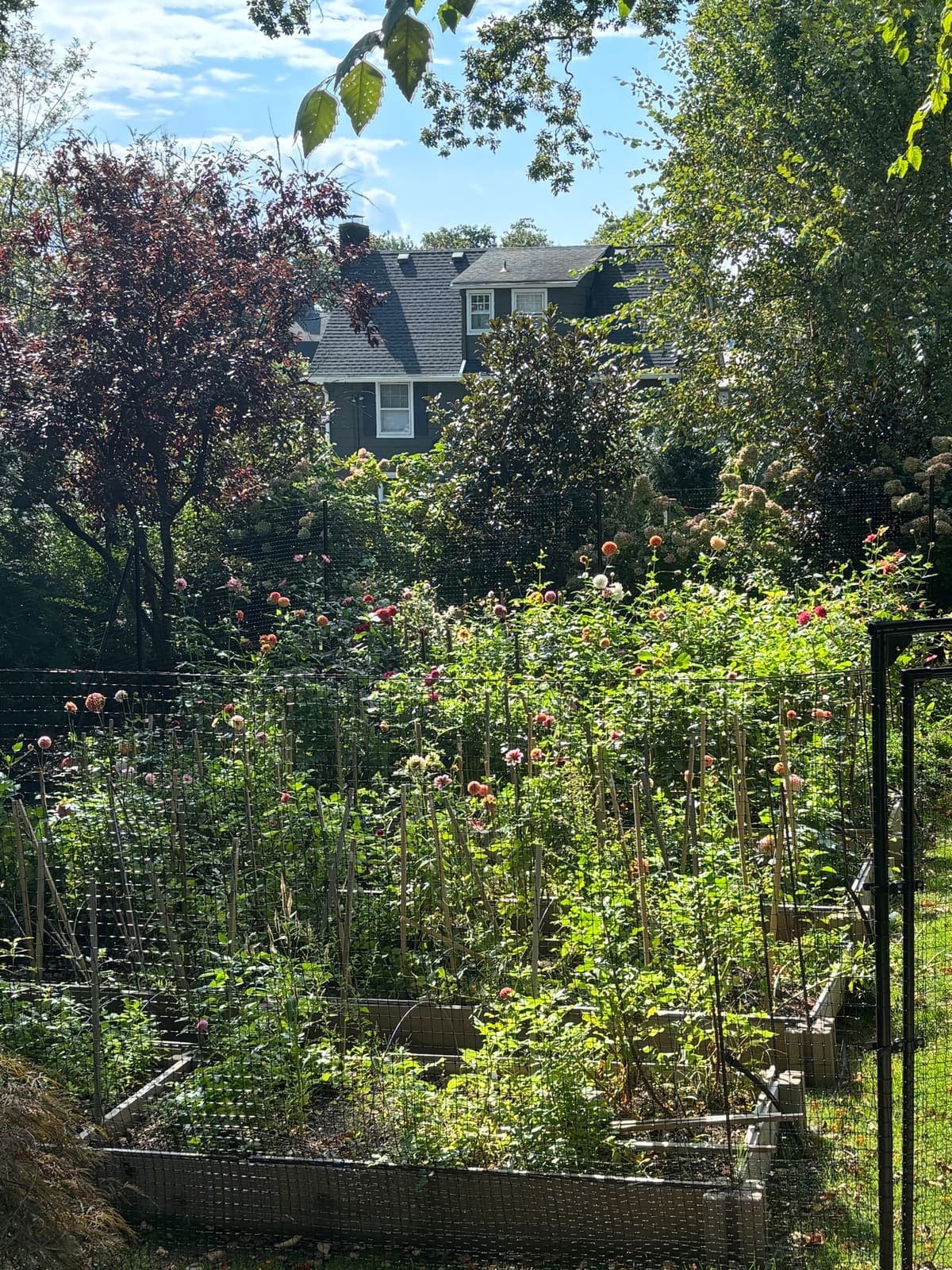 Dahlias growing in a garden