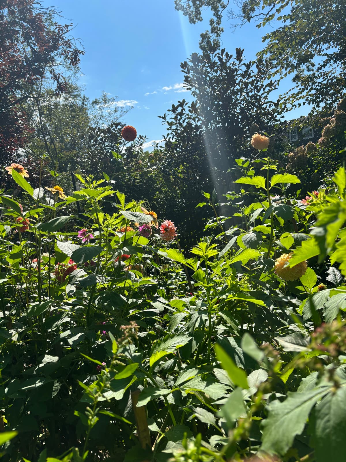 Dahlias in a sunlit garden