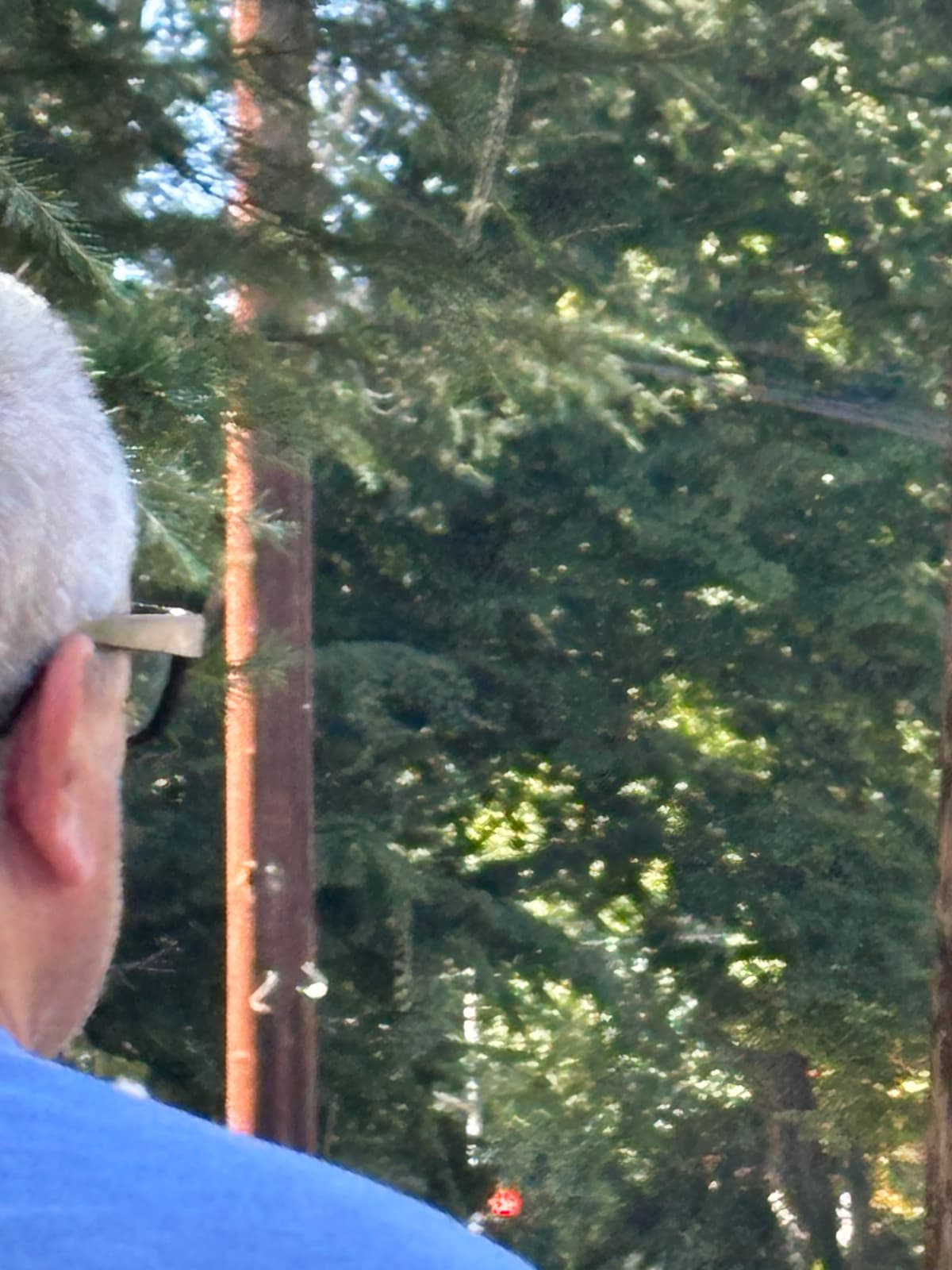 A tranquil forest scene with sunlight filtering through the trees.