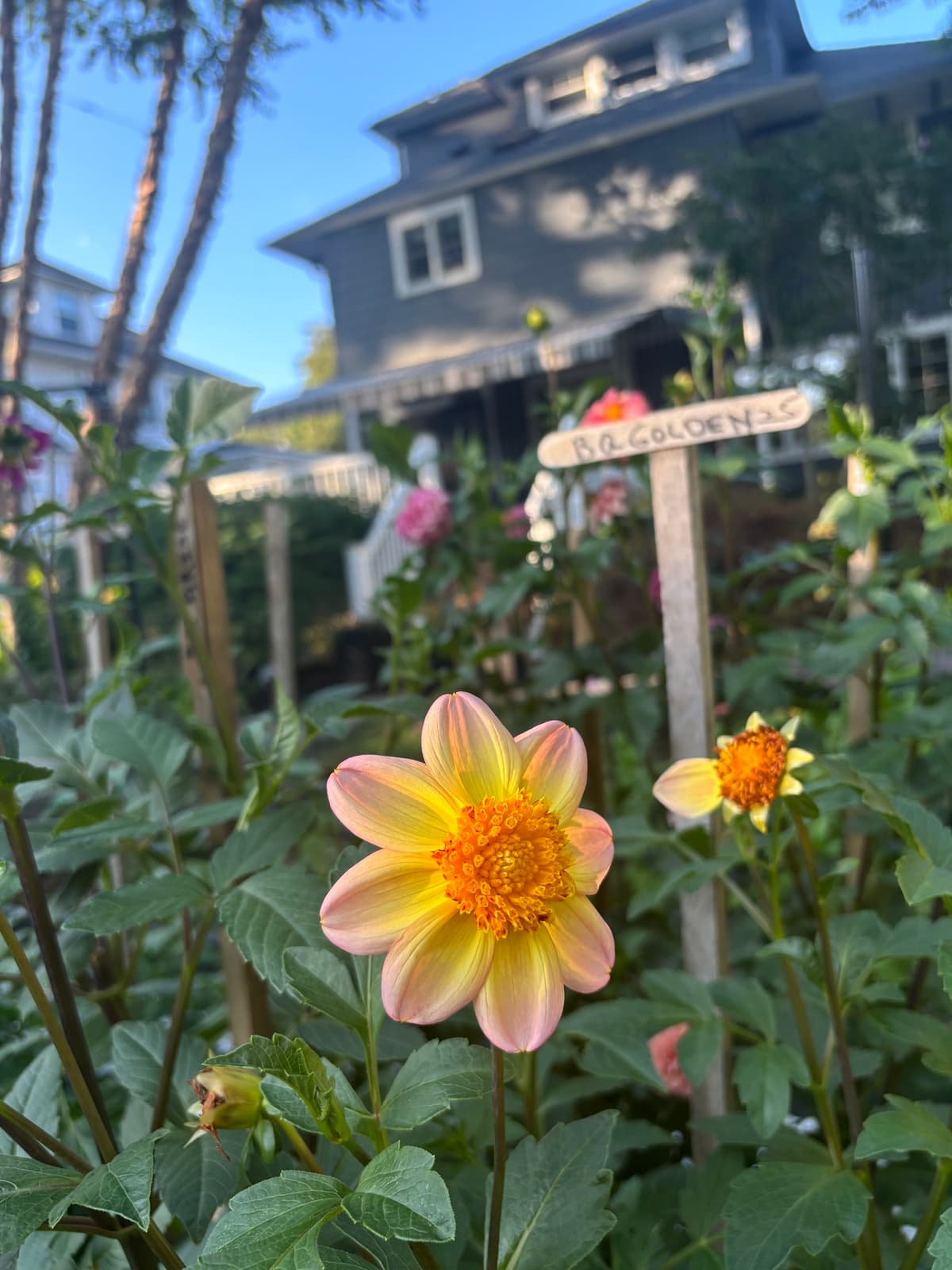 Close-up of a golden dahlia with pink edges in a garden setting.