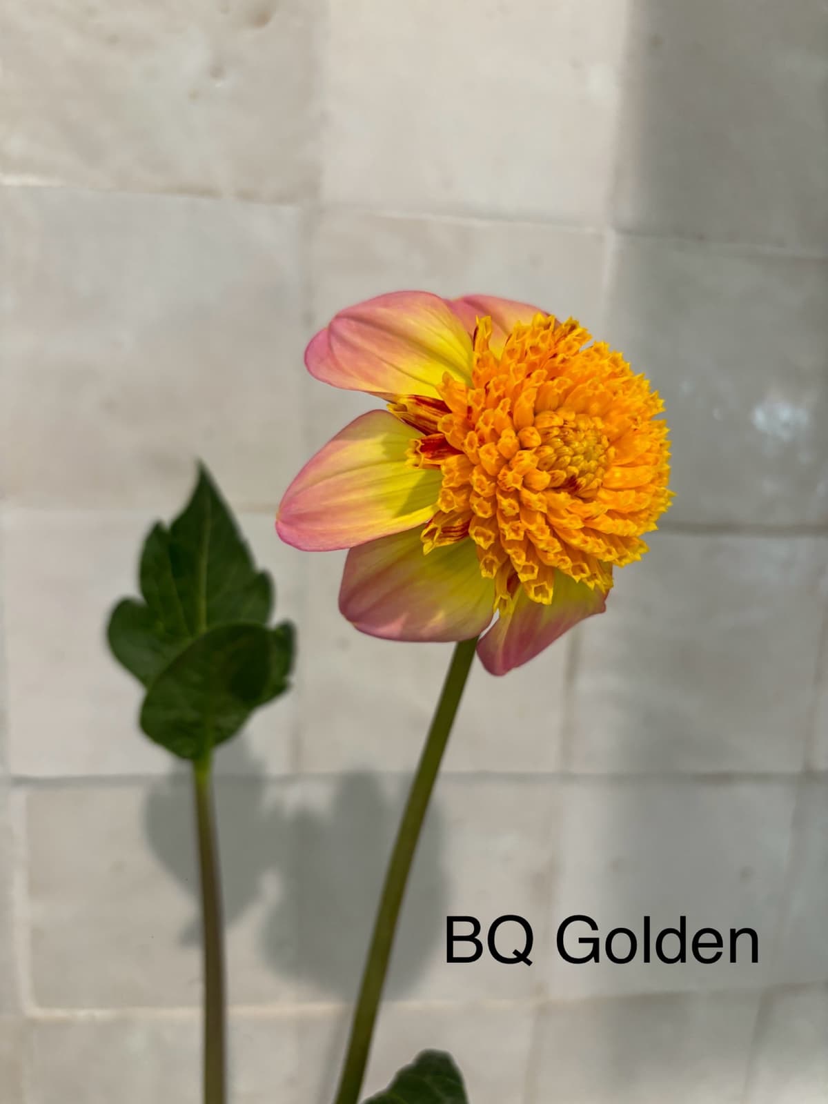 Close-up of a dahlia with pink, yellow, and orange petals