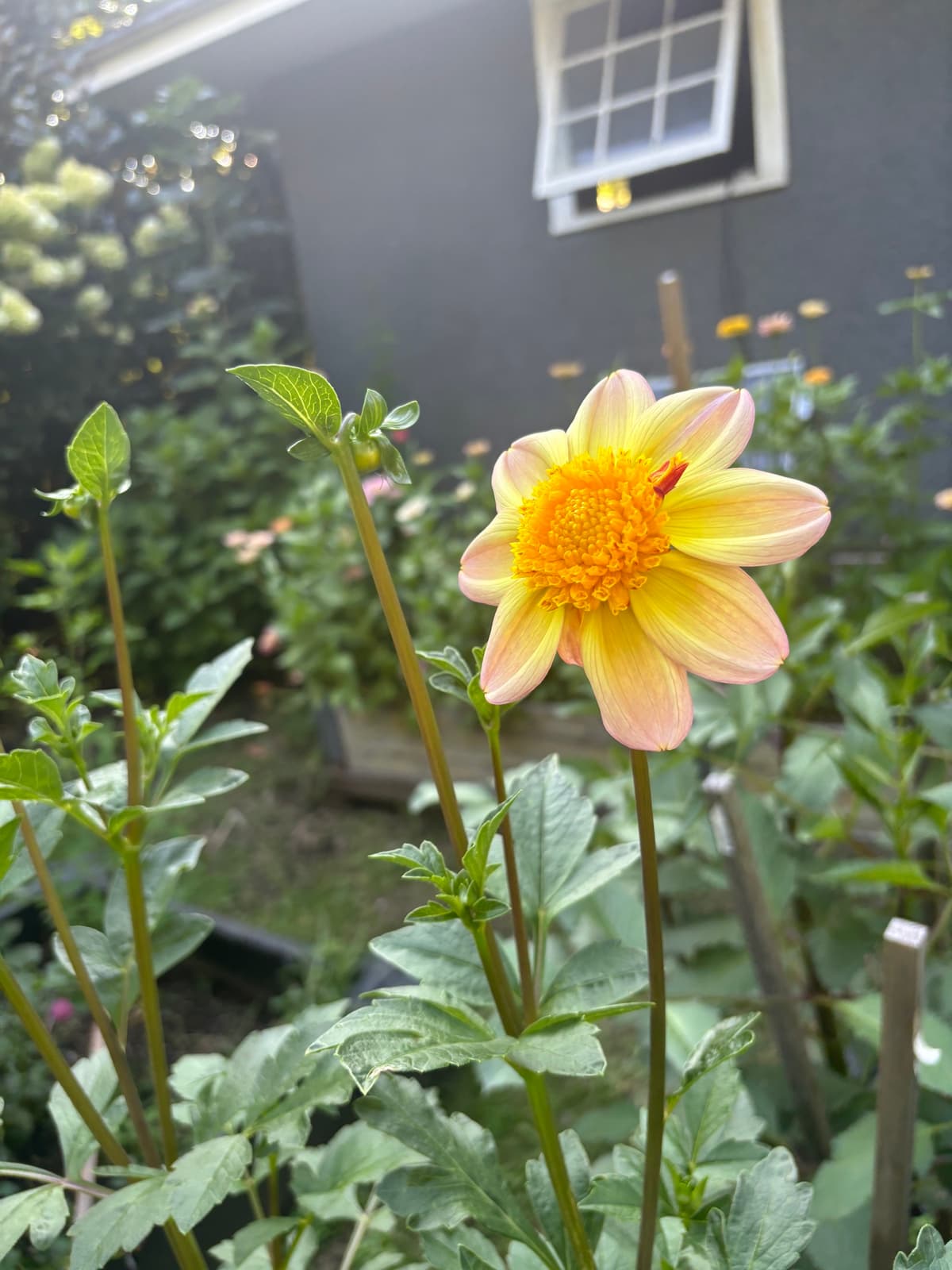 Close-up of a peach dahlia with a golden center