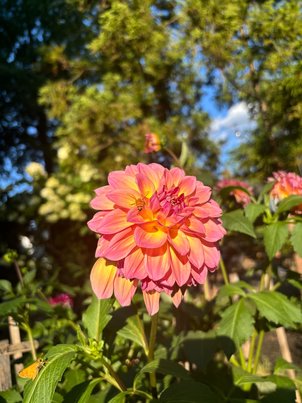 Close-up of a peach and gold dahlia with a bee