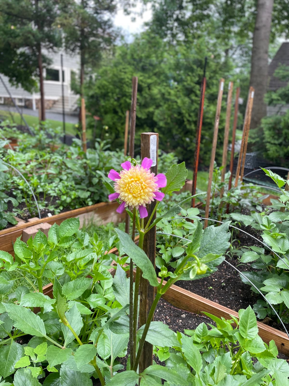 A vibrant collarette dahlia with magenta petals and a textured yellow center growing in a raised wooden garden bed, surrounded by green foliage and garden stakes.