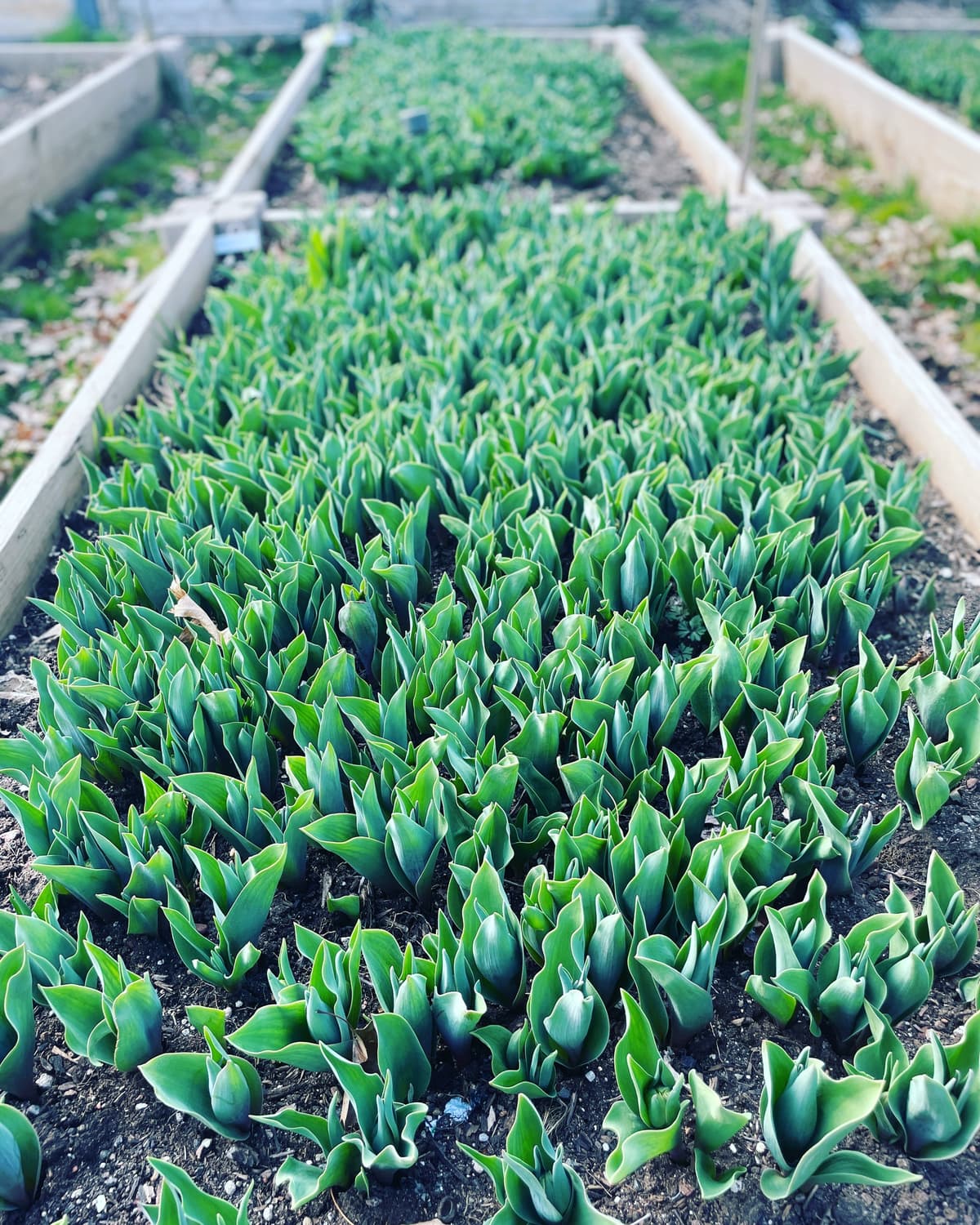 Rows of green tulip shoots in a garden bed.