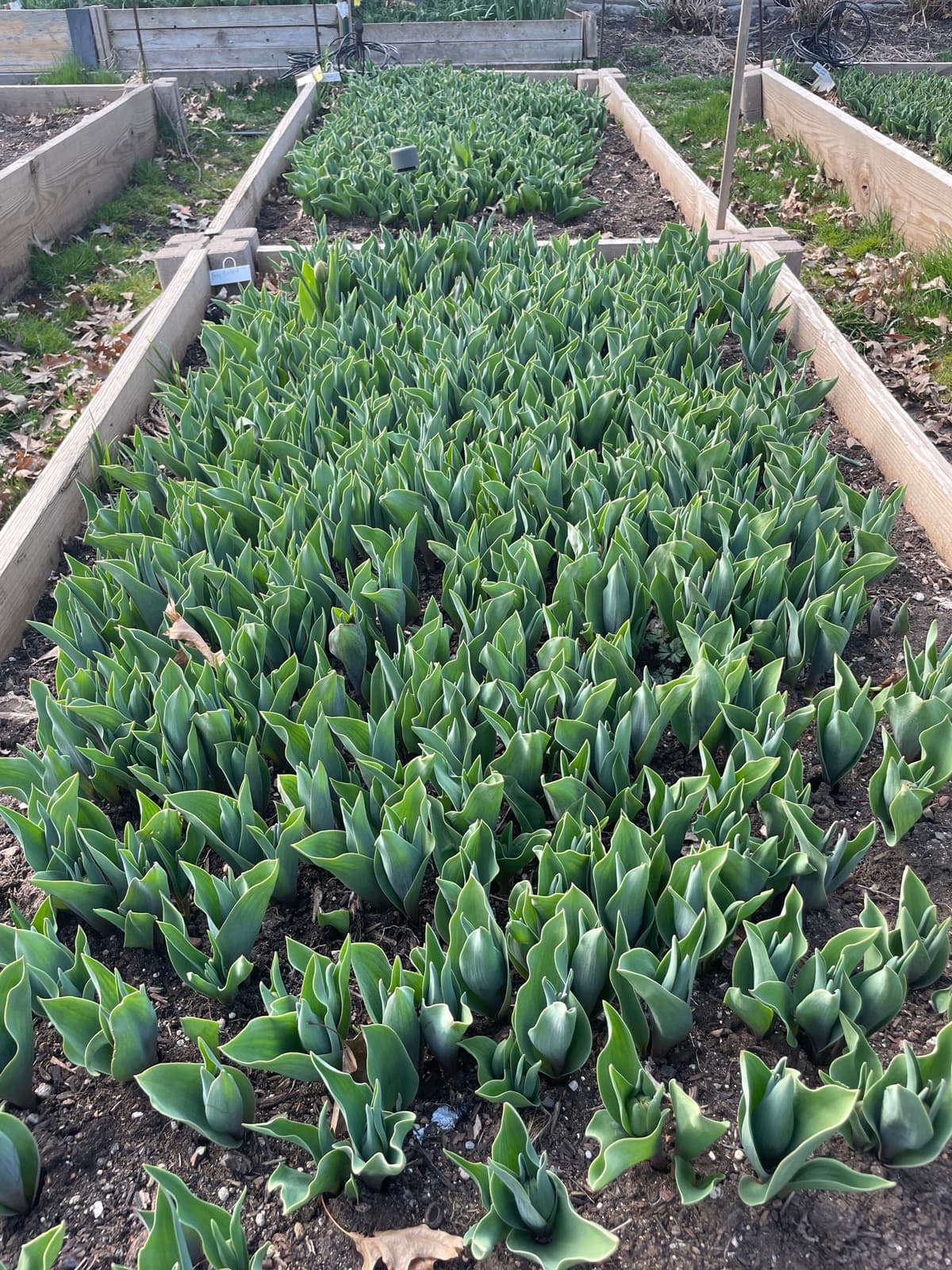 Rows of green tulip foliage in a garden bed