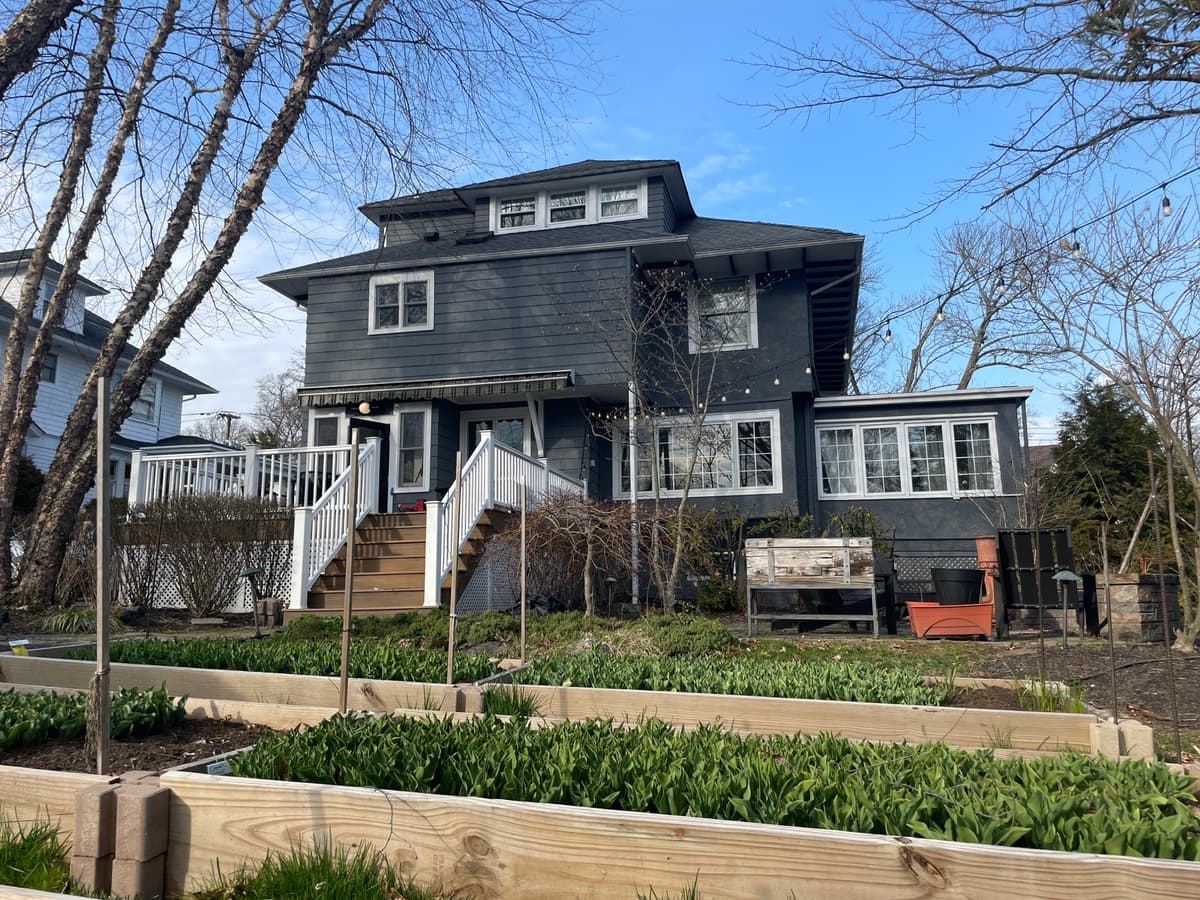 Rows of tulip leaves in a garden bed