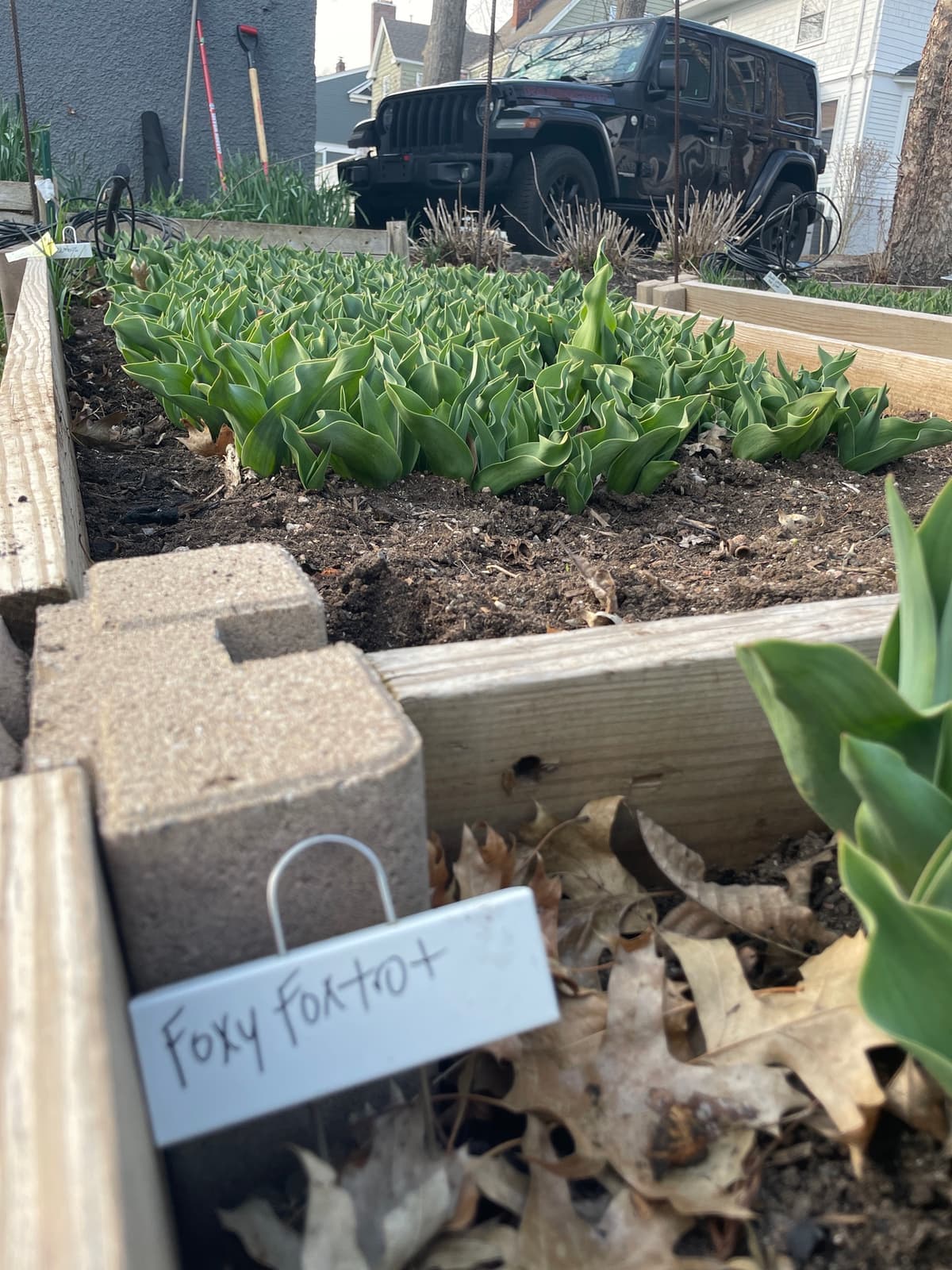 Lush green tulip foliage in a raised garden bed, promising spring blooms.