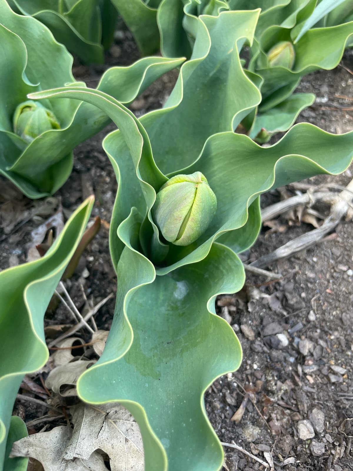 Close-up of a pale green tulip bud surrounded by curving leaves.