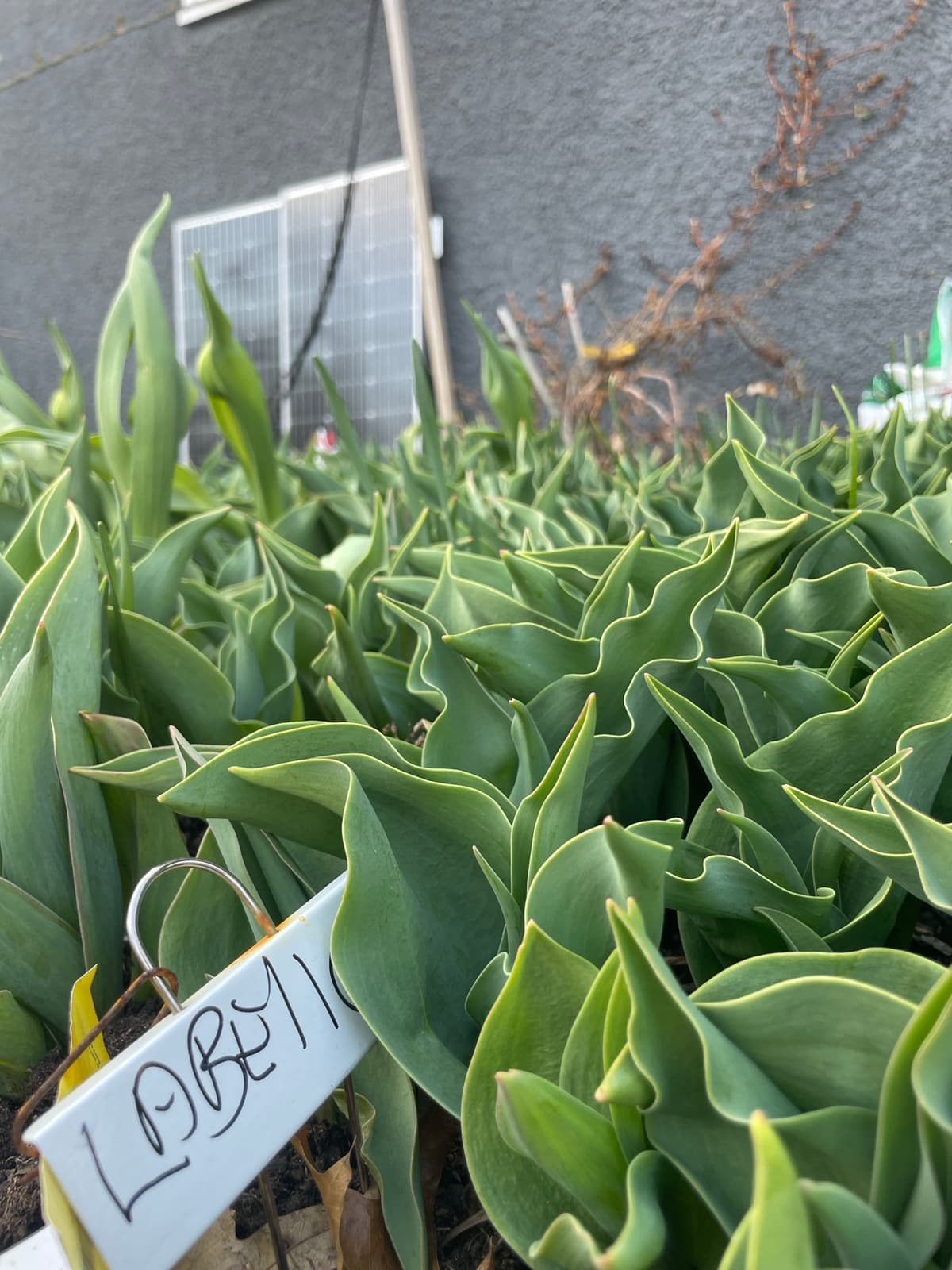 Close-up of lush green tulip leaves