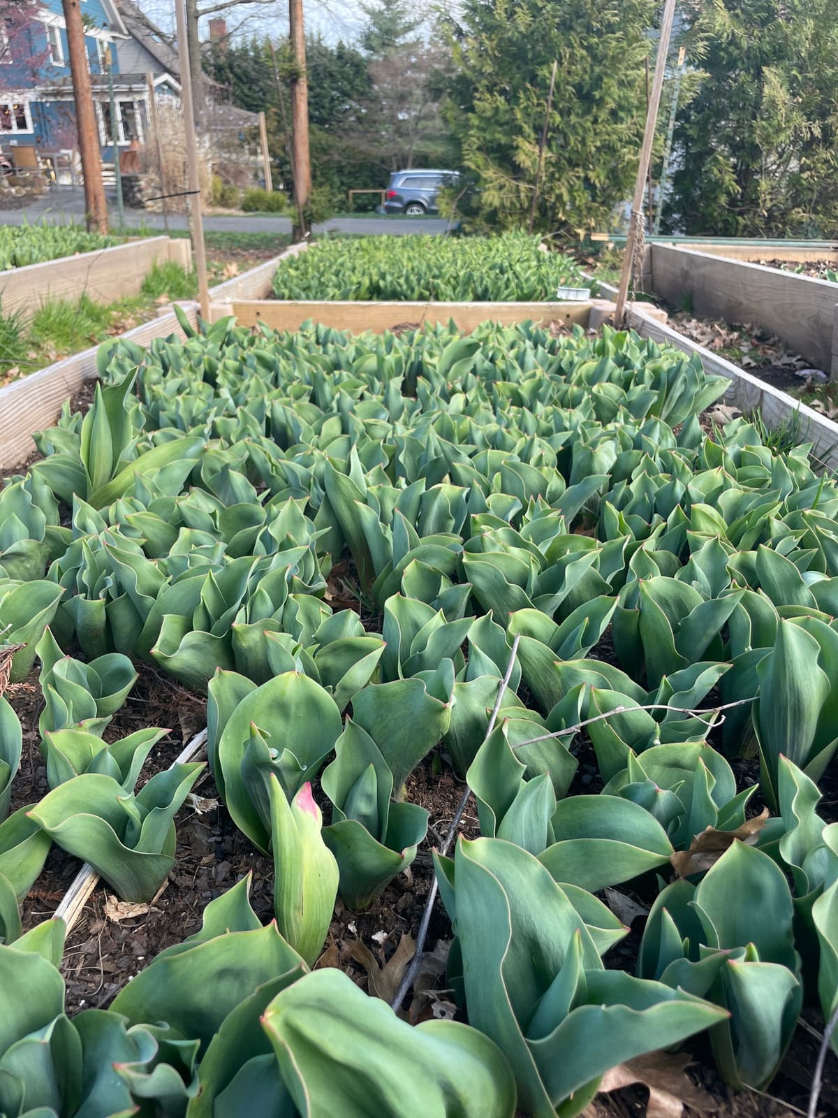 Close-up of tulip leaves