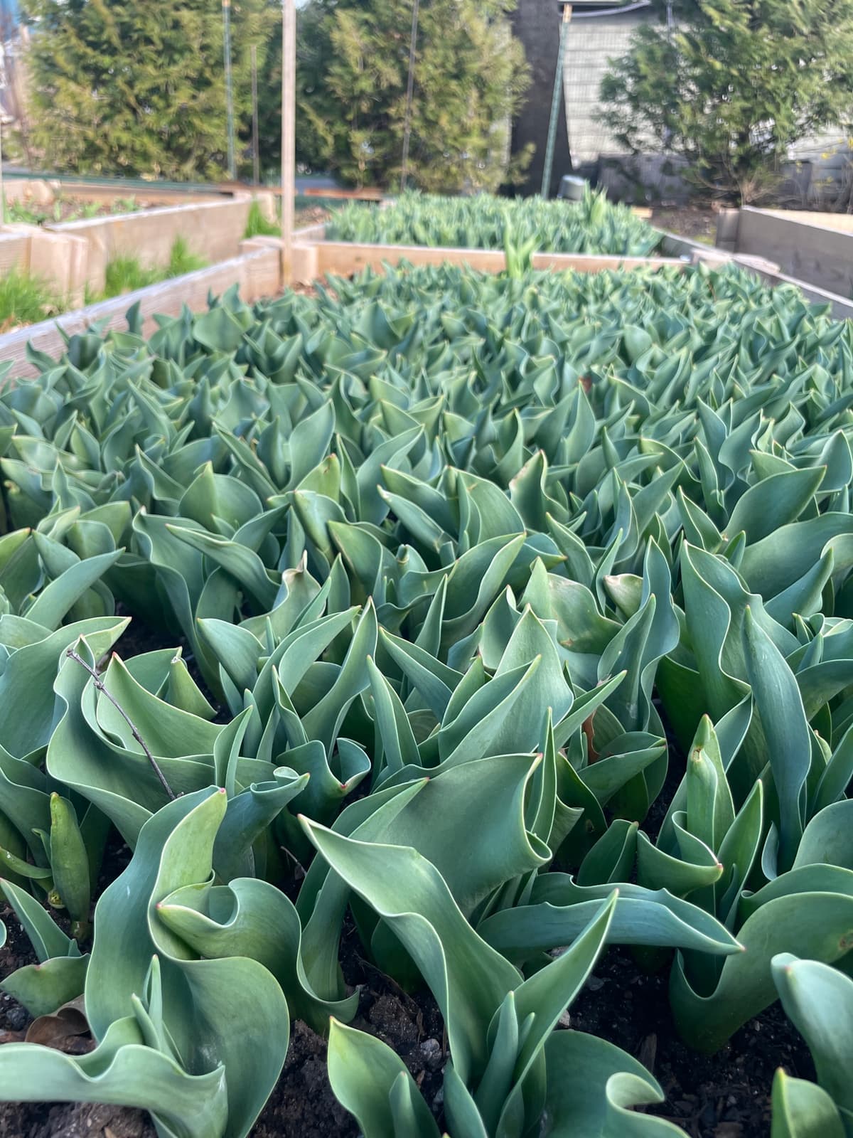 Close-up of abundant green tulip foliage.